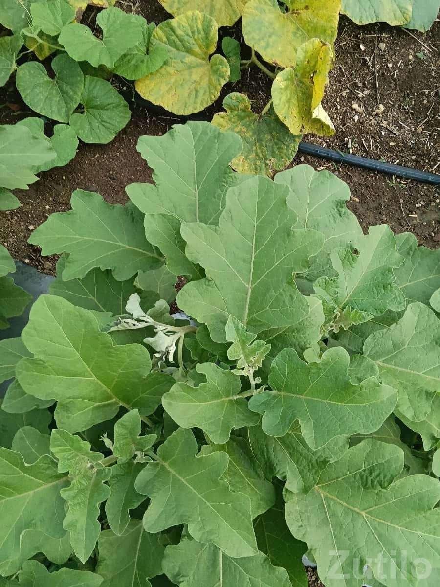 Fertile Agriculture Land for Sale Kalavad Fertile Agriculture Land for Sale Kalavad