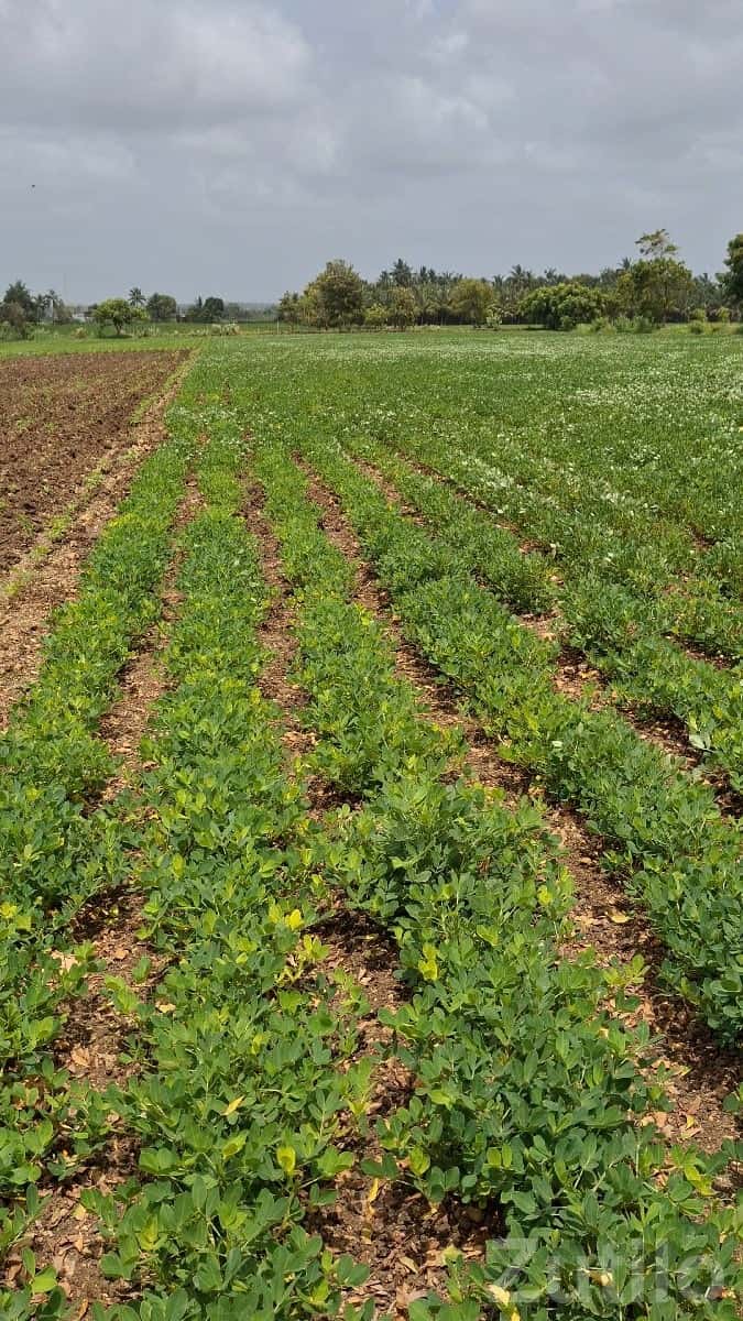 Fertile Agricultural Land in Talala Fertile Agricultural Land in Talala