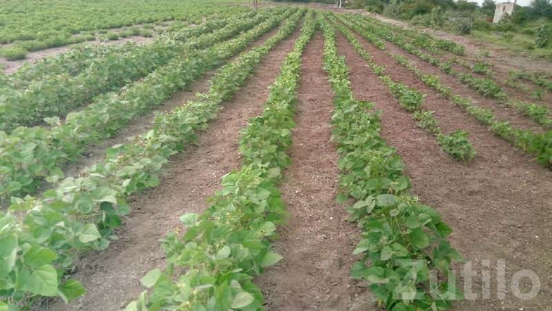 Rajkot Fertile Farm Land for Sale Rajkot Fertile Farm Land for Sale