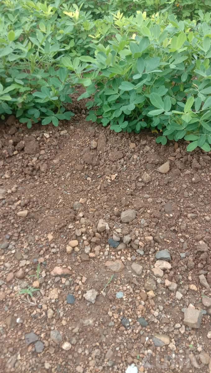 Fertile Agricultural Land for Rent Fertile Agricultural Land for Rent