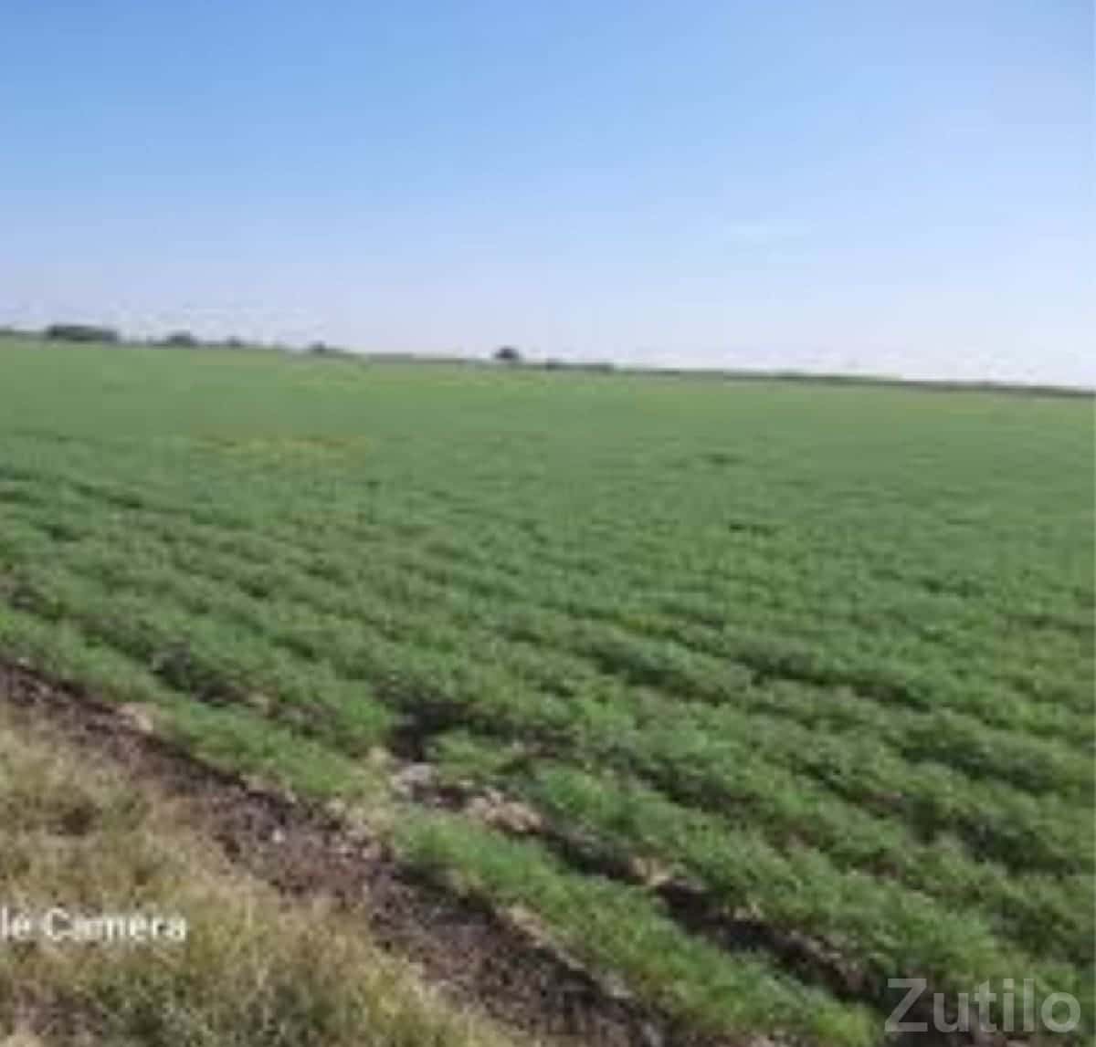 5 Bigha Fertile Agricultural Land Talala 5 Bigha Fertile Agricultural Land Talala