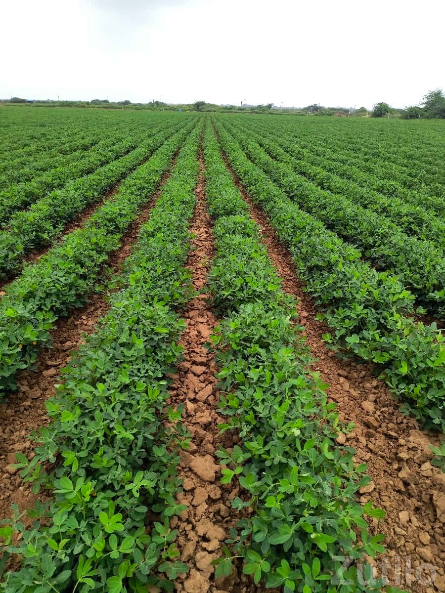 Fertile Agricultural Land for Lease Fertile Agricultural Land for Lease