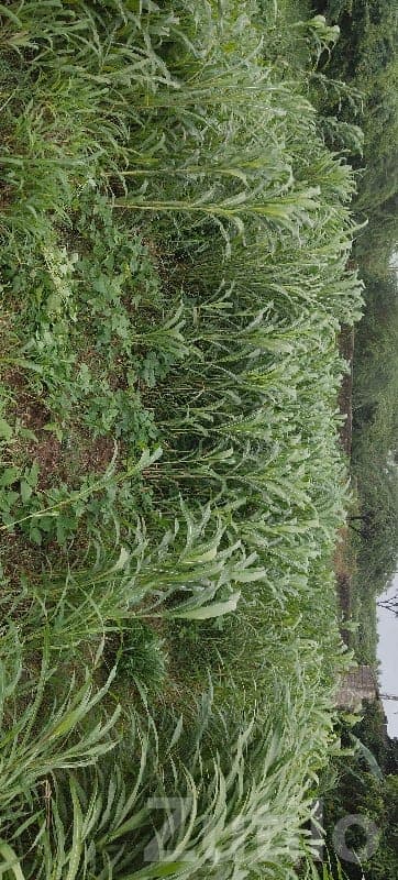 Green Agricultural Land for Sale, Kodinar