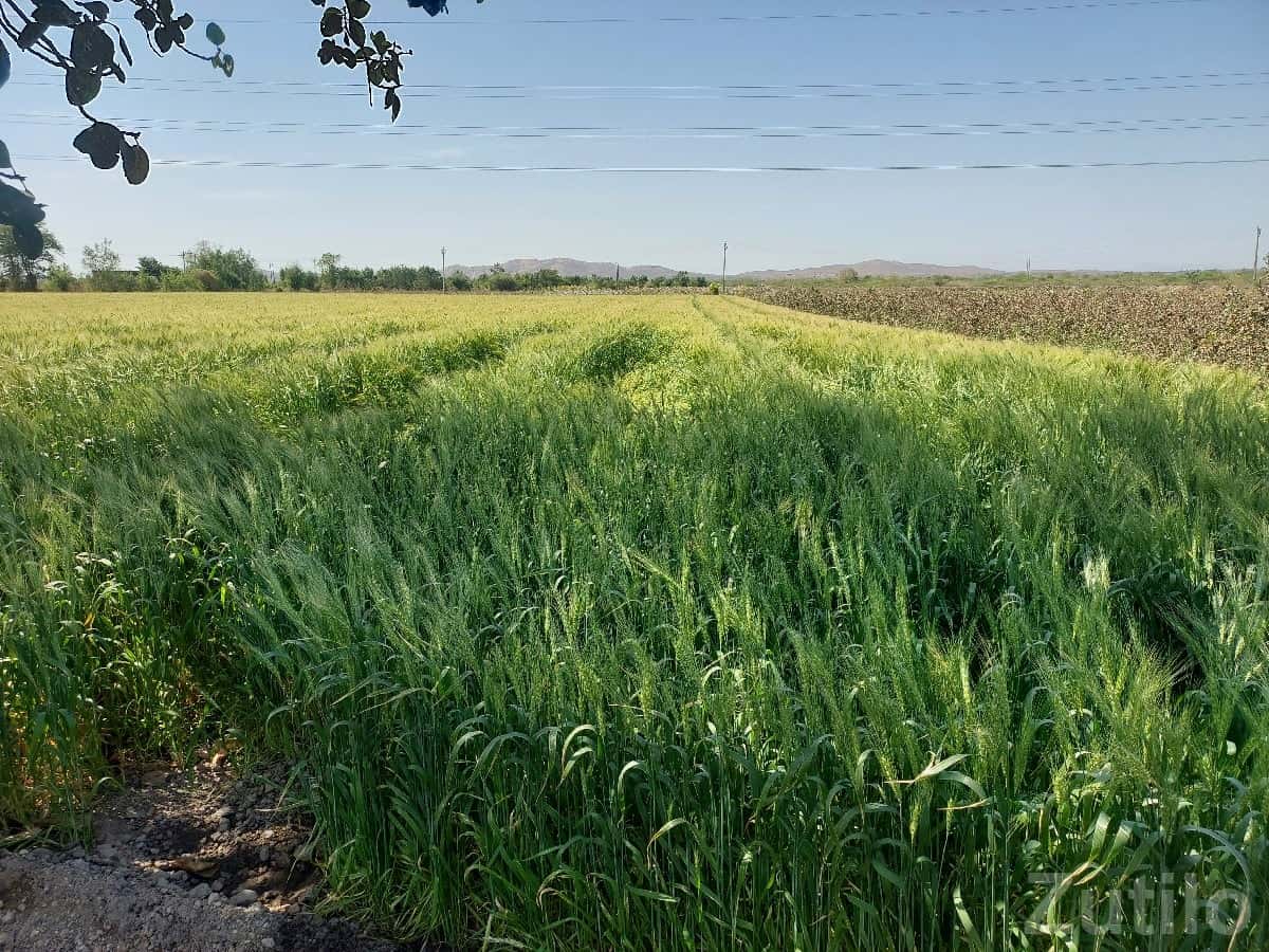Fertile Green Farmland Plot in Kutiyana Fertile Green Farmland Plot in Kutiyana