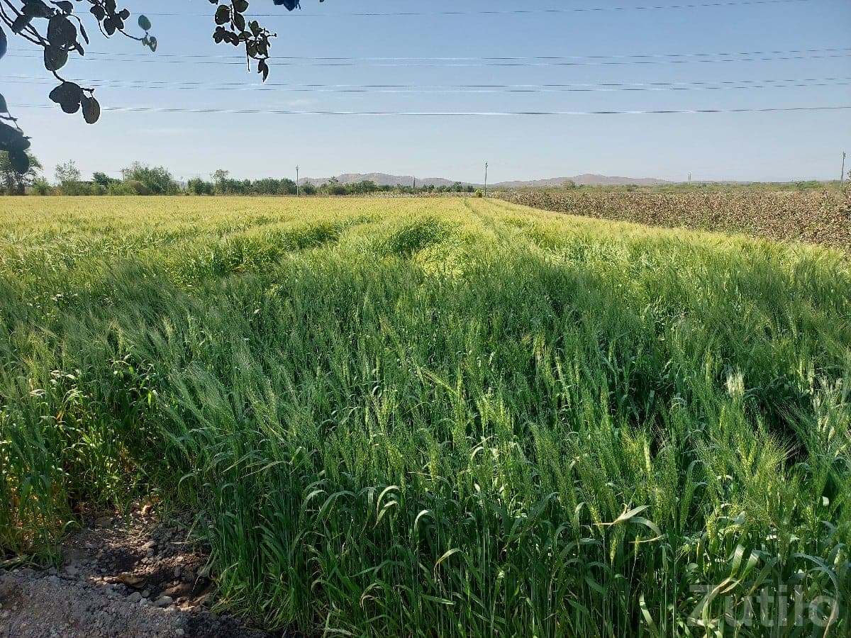 Fertile Green Farmland Plot in Kutiyana