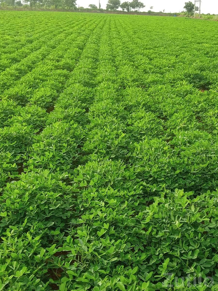 Fertile Green Farmland Plot Jamjodhpur Fertile Green Farmland Plot Jamjodhpur