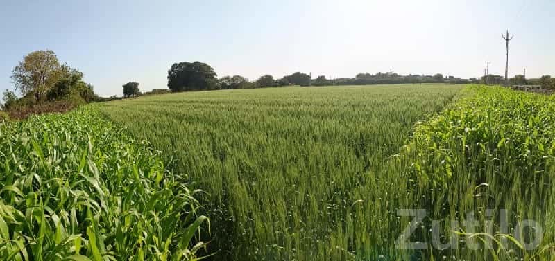 Fertile Agricultural Land in Talala Fertile Agricultural Land in Talala