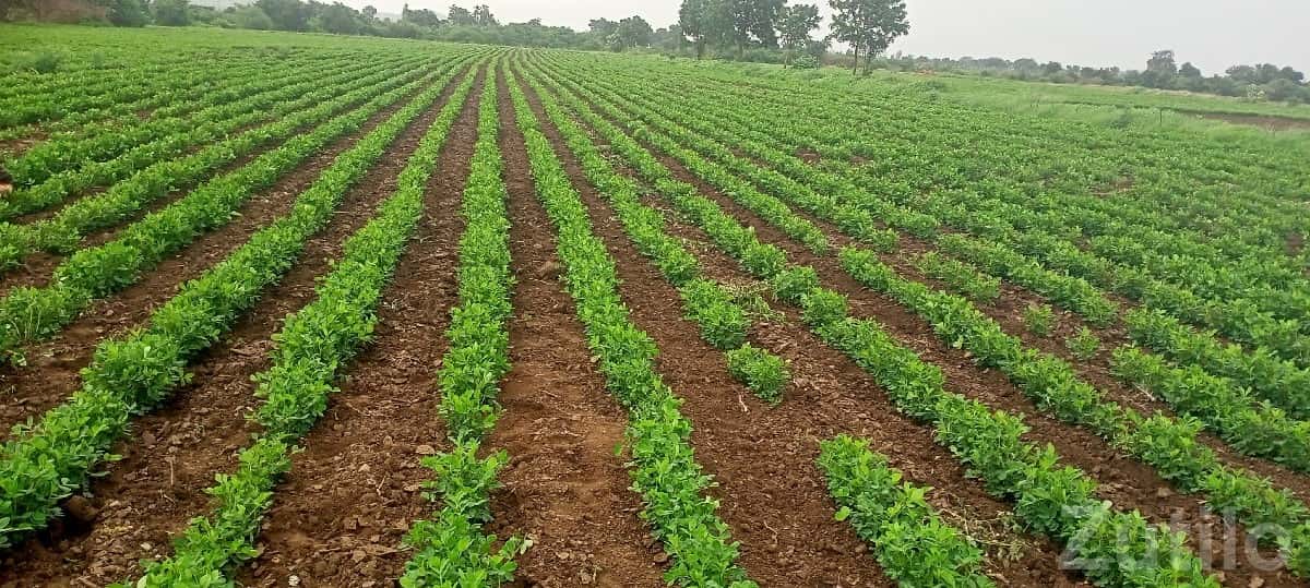 Fertile Green Farmland Plot in Talala Fertile Green Farmland Plot in Talala