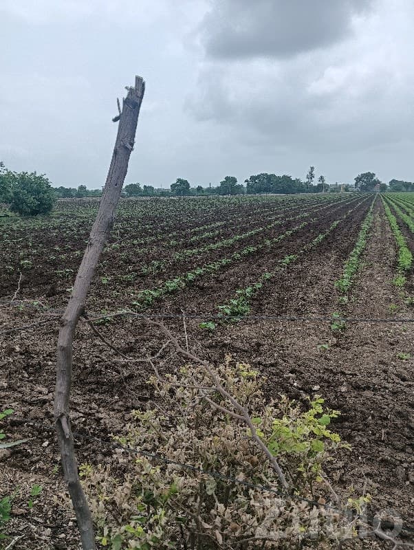 Rajkot Fertile Agriculture Land for Sale - Land & Plots - Rajkot City - Image 1