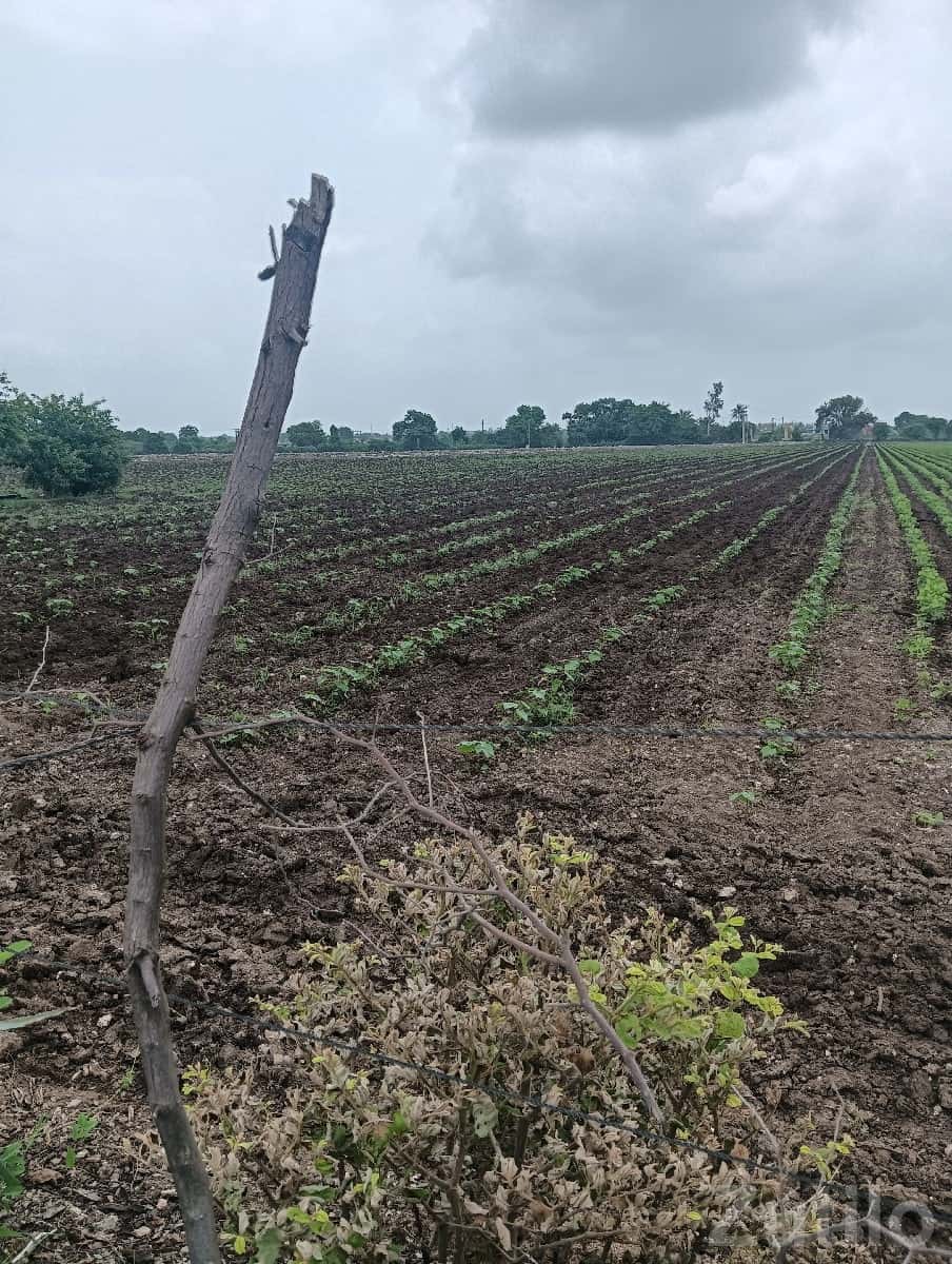 Fertile Agricultural Land Near Rajkot Fertile Agricultural Land Near Rajkot