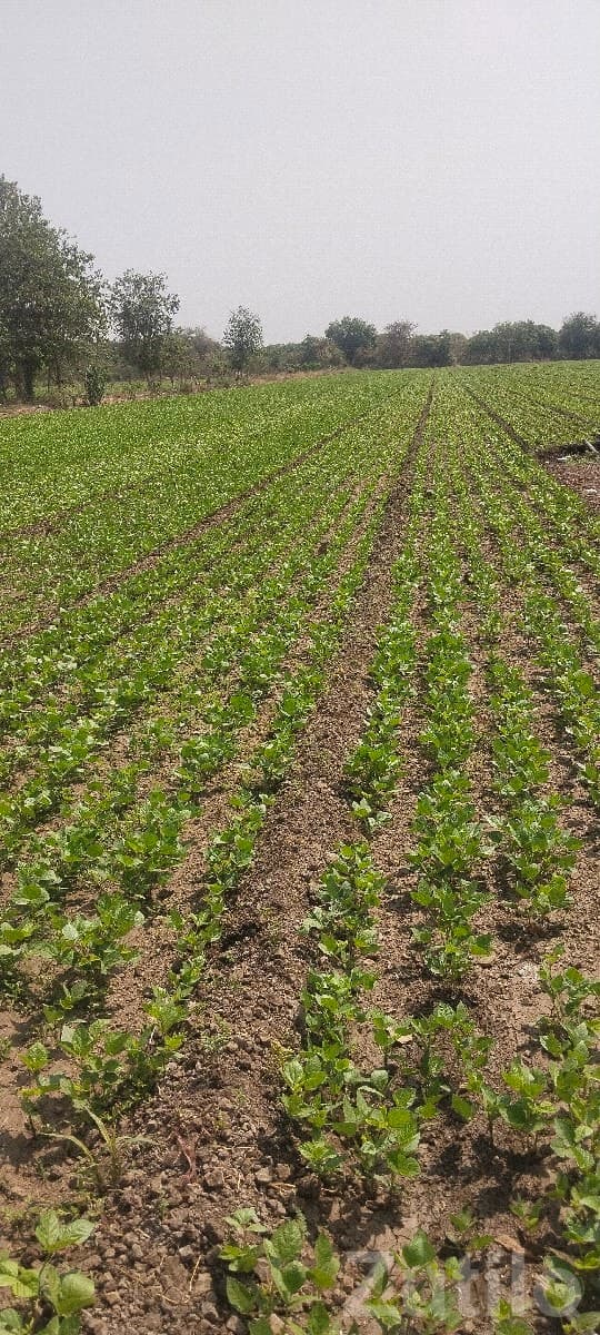 Fertile Agricultural Land for Sale - Land & Plots - Mendarda - Image 1