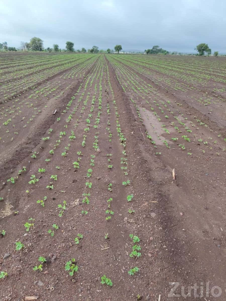 Fertile Farm Land with Water Facility Fertile Farm Land with Water Facility