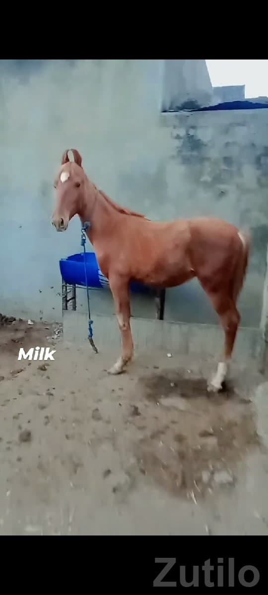 Jamjodhpur Land & Plot for Sale - Land & Plots - Jamjodhpur - Image 1