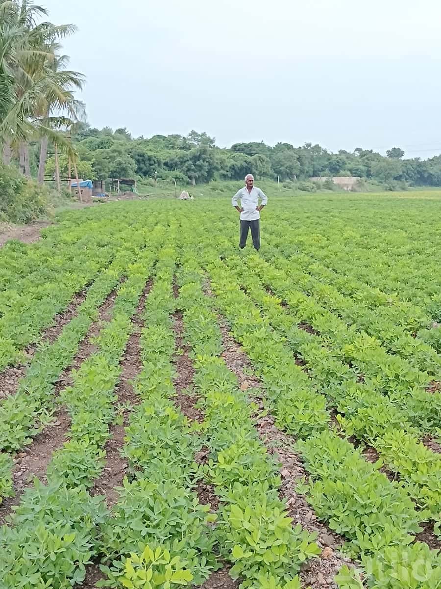 11.5 Bigha Fertile Farm Land Wankaner 11.5 Bigha Fertile Farm Land Wankaner