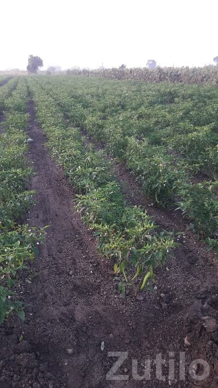 Gondal Fertile Agricultural Land Plot