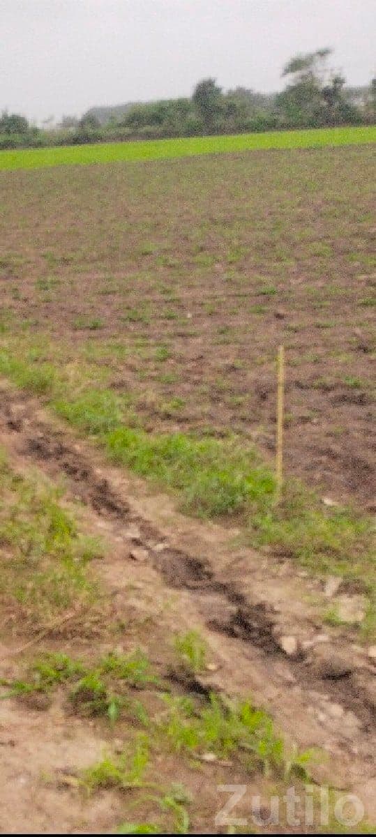 Talala Fertile Agriculture Land Plot - Land & Plots - Talala - Image 1