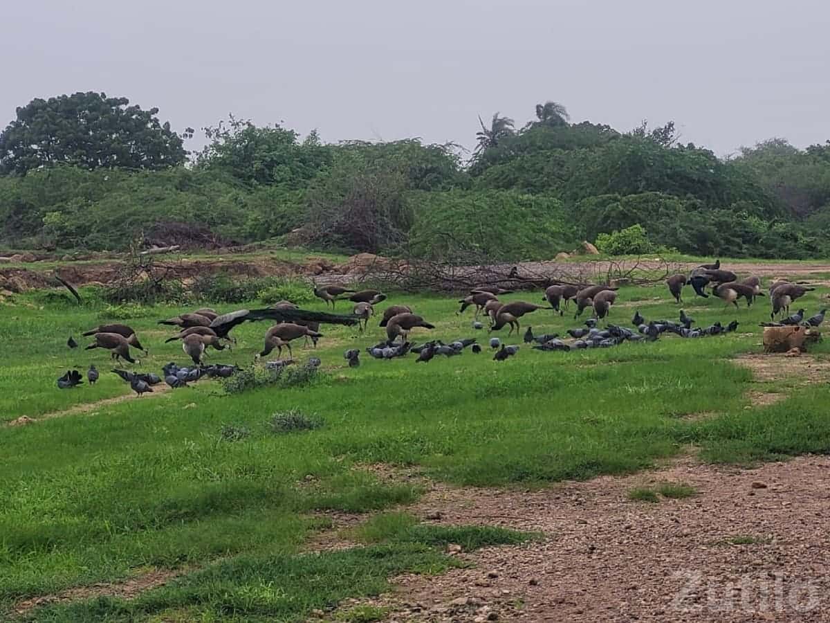 Green Agricultural Land in Kalyanpur Green Agricultural Land in Kalyanpur