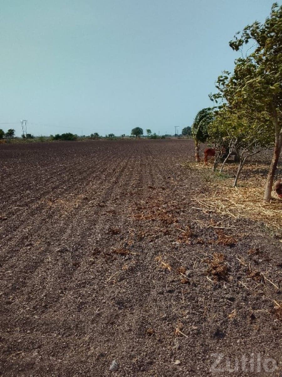 Fertile Agricultural Land for Sale Rajkot - જમીન અને પ્લોટ - રાજકોટ શહેર - Image 1