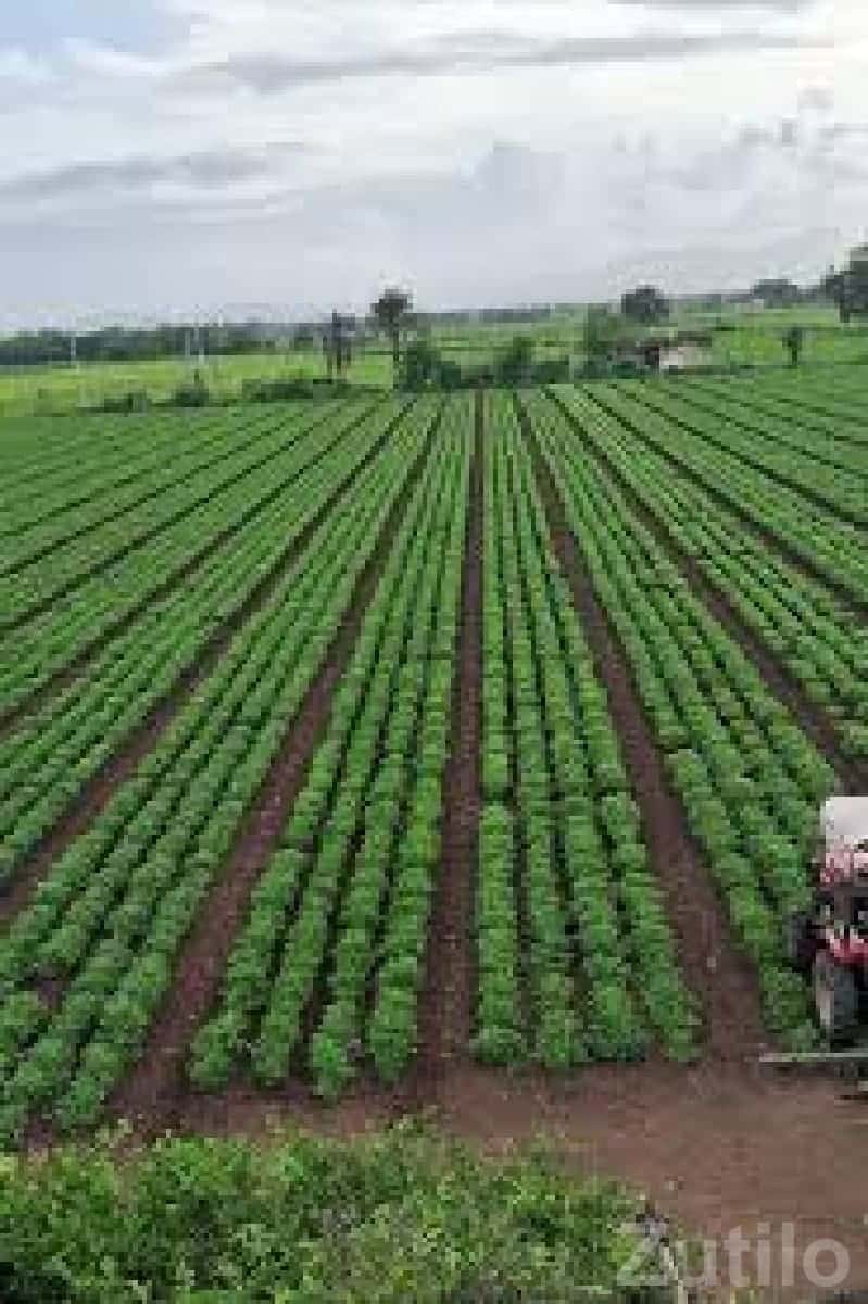 Fertile Farmland Plot Near Rajkot City Fertile Farmland Plot Near Rajkot City