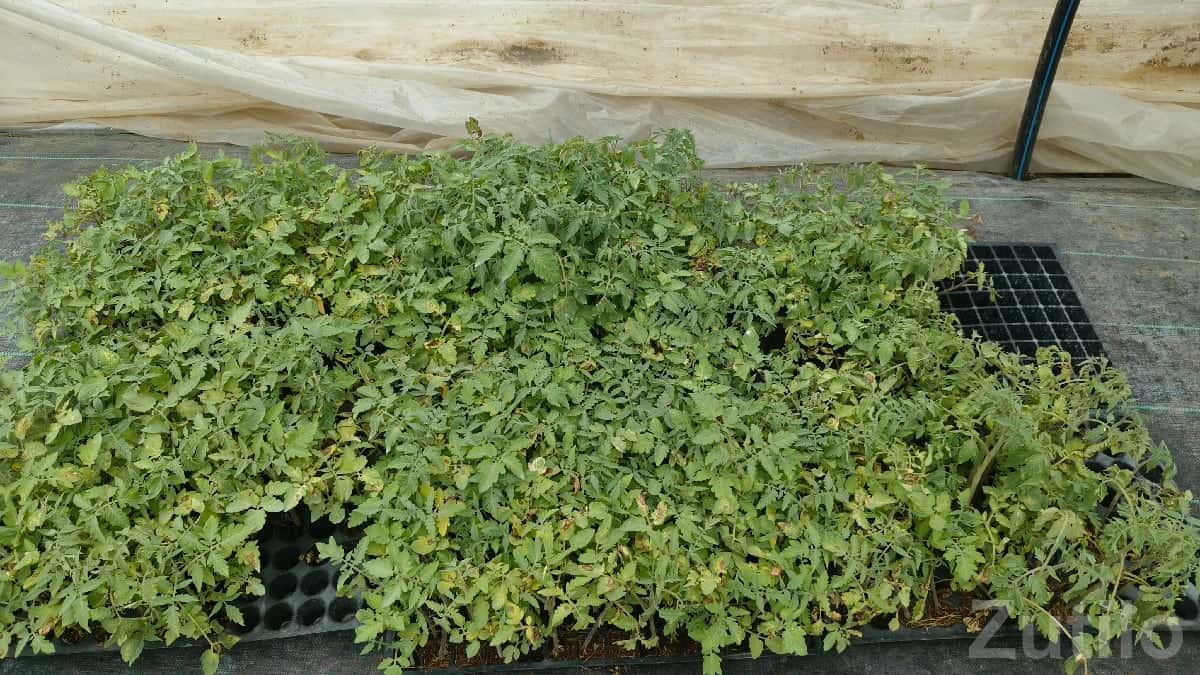 Talala Open Farmland Plot for Lease Talala Open Farmland Plot for Lease