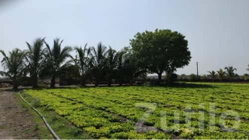 25 Vigha Fertile Farm Land with Water 25 Vigha Fertile Farm Land with Water
