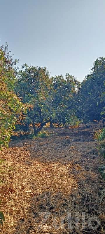 Premium Kesar Mango Orchard Land Sale Premium Kesar Mango Orchard Land Sale