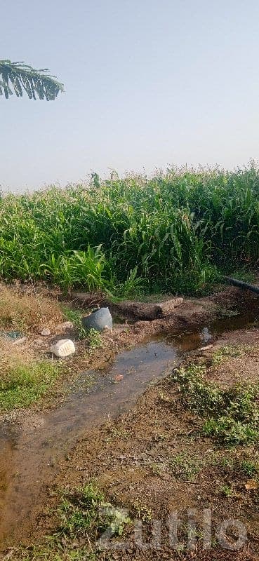 Fertile Agricultural Land Plot, Upleta - જમીન અને પ્લોટ - ઉપલેટા - Image 1