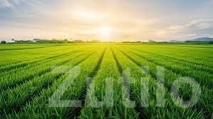 Fertile Agricultural Land Wanted - Land & Plots - Rajkot City - Image 1