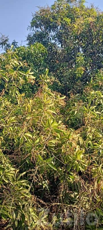 Kesar Mango Orchard Agricultural Plot Kesar Mango Orchard Agricultural Plot