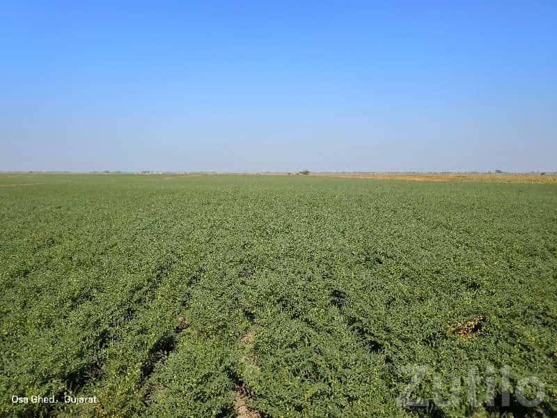 Fertile Agricultural Land in Mangrol Fertile Agricultural Land in Mangrol