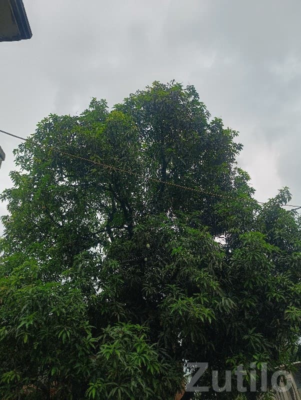 Green Agricultural Plot for Sale, Talala - Land & Plots - Talala - Image 1