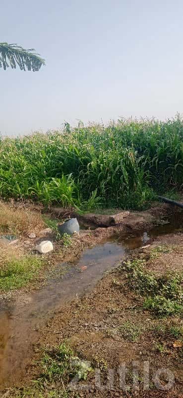 Fertile 7 Bigha Agricultural Land Upleta Fertile 7 Bigha Agricultural Land Upleta