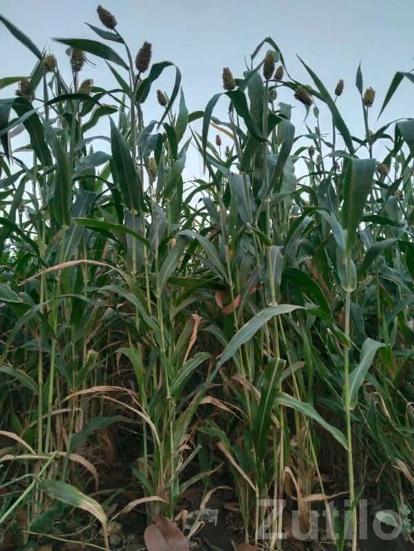 Fertile Agricultural Land in Kutiyana Fertile Agricultural Land in Kutiyana