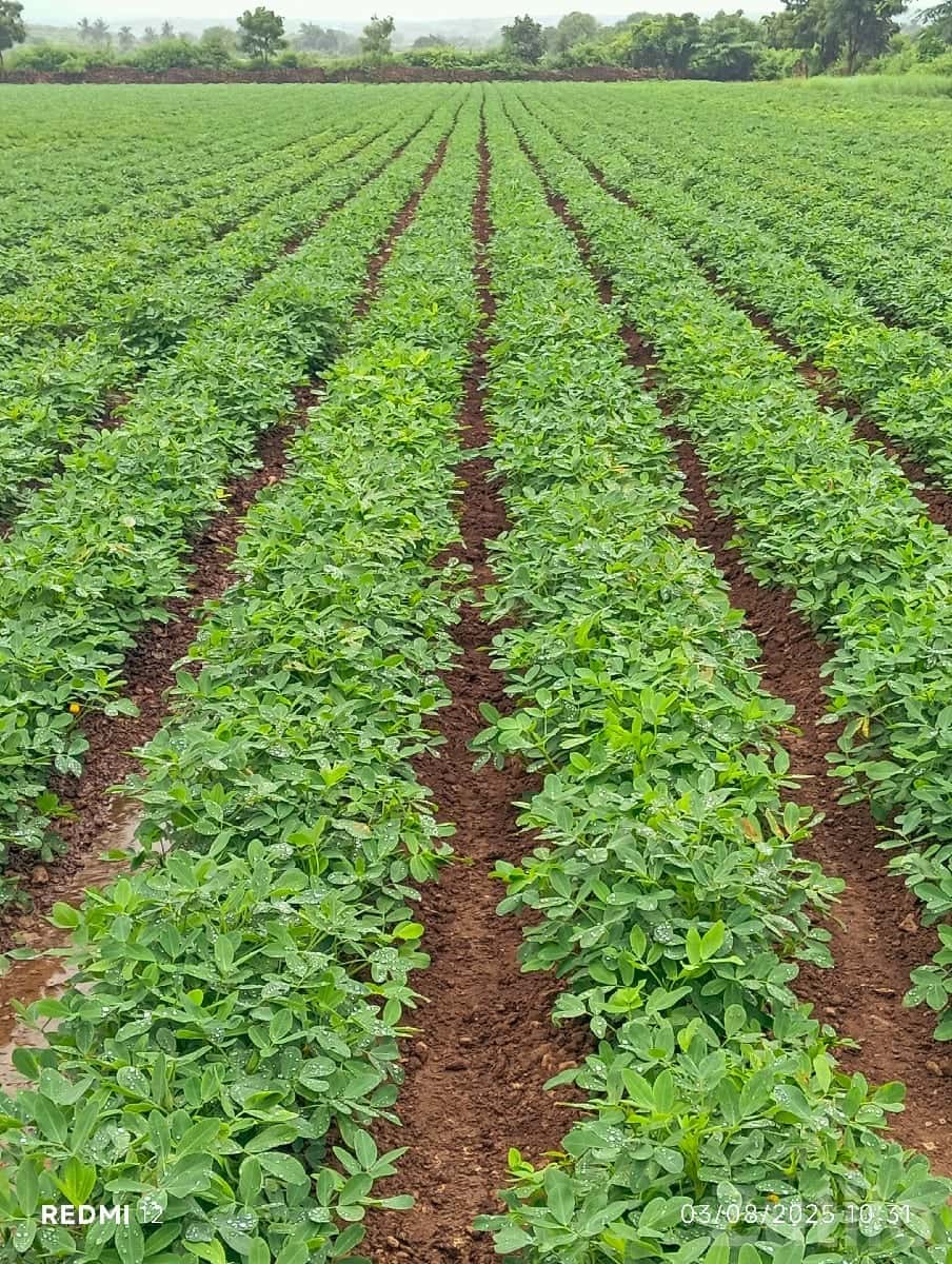 Fertile Agricultural Land 17.4 Vigha Fertile Agricultural Land 17.4 Vigha