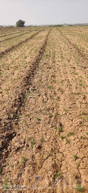 Fertile Agricultural Land in Kalyanpur Fertile Agricultural Land in Kalyanpur
