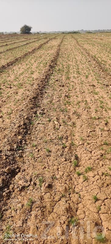 Fertile Agricultural Land in Kalyanpur - જમીન અને પ્લોટ - કલ્યાણપુર - Image 1