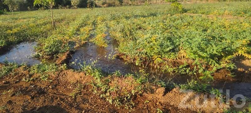 Bhavnagar Highway Fertile Agriculture Land Bhavnagar Highway Fertile Agriculture Land