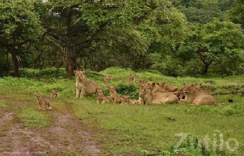 Green Forest Touch Agricultural Land Green Forest Touch Agricultural Land