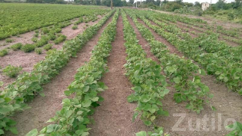 Fertile Agriculture Land Near Rajkot Fertile Agriculture Land Near Rajkot