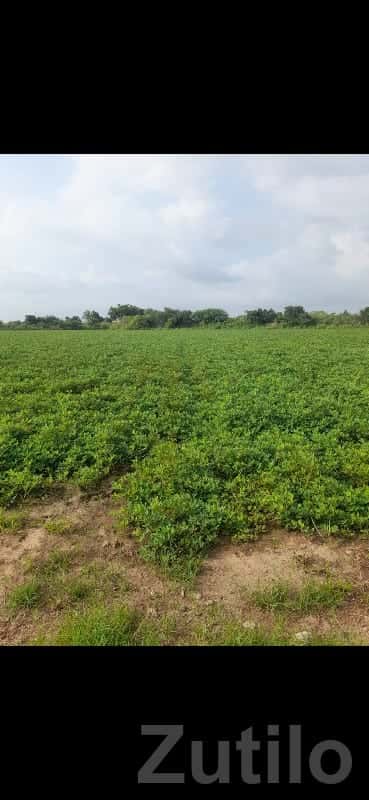 50 Vigha Fertile Green Farmland Plot Sale 50 Vigha Fertile Green Farmland Plot Sale