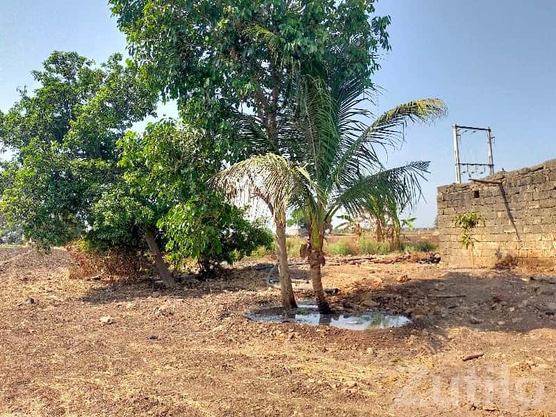 14 Vigha Agriculture Land in Kutiyana 14 Vigha Agriculture Land in Kutiyana