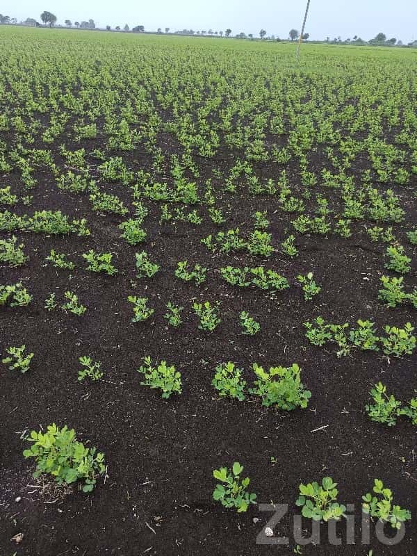 7 Vigha Fertile Farm Land Upleta 7 Vigha Fertile Farm Land Upleta