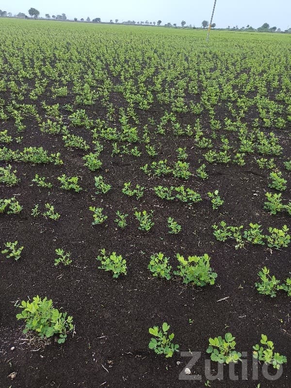 7 Vigha Fertile Farm Land Upleta - Land & Plots - Upleta - Image 1