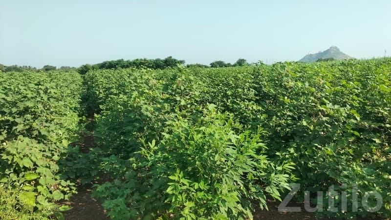 16.5 Vigha Fertile Farm Land Talaja