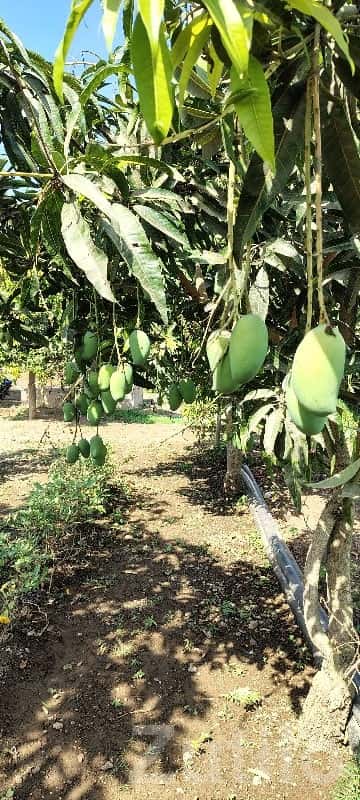 Mango Orchard Farm Land on Commission Mango Orchard Farm Land on Commission