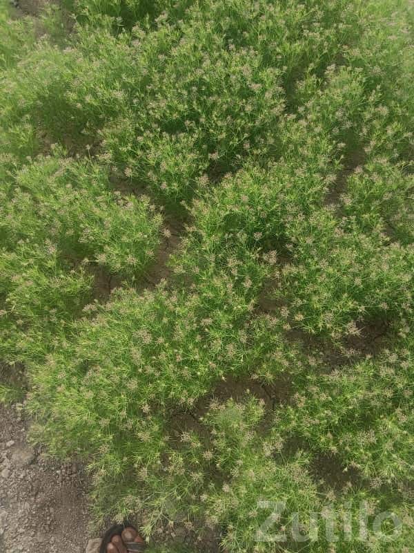 Fertile Agriculture Land for Sale Fertile Agriculture Land for Sale