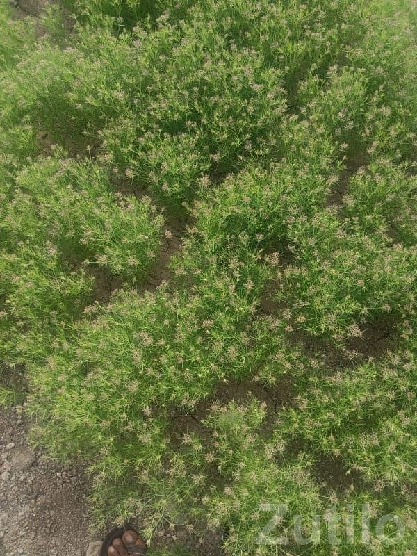 Fertile Agriculture Land for Sale