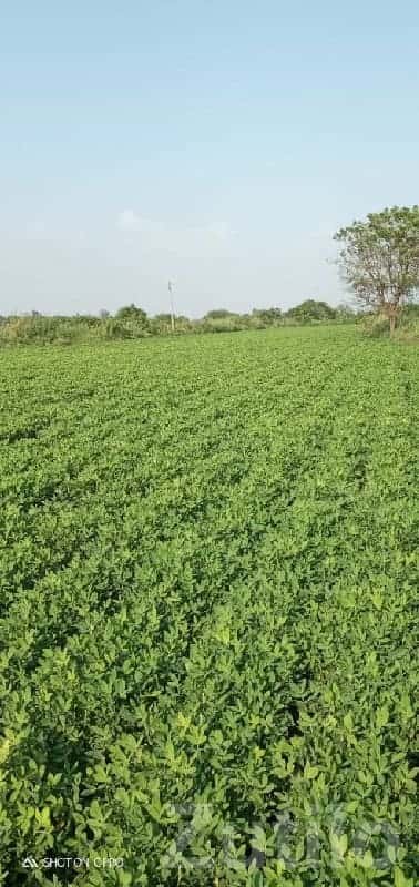 16 Vigha Irrigated Farmland Plot 16 Vigha Irrigated Farmland Plot