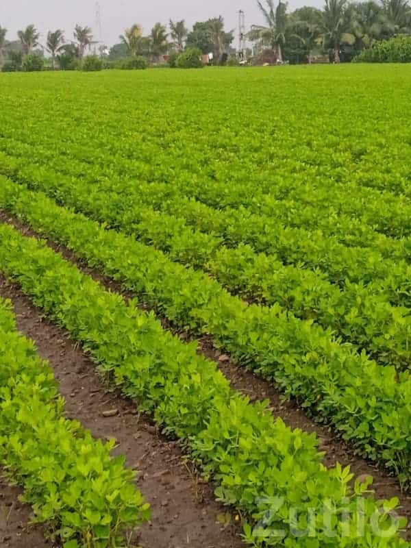 Fertile Green Farmland Plot in Upleta Fertile Green Farmland Plot in Upleta