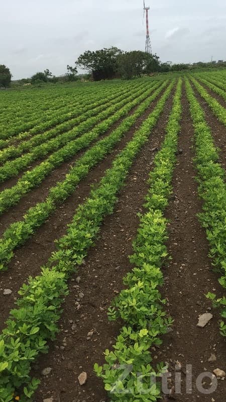 15 Vigha Fertile Agricultural Land Plot